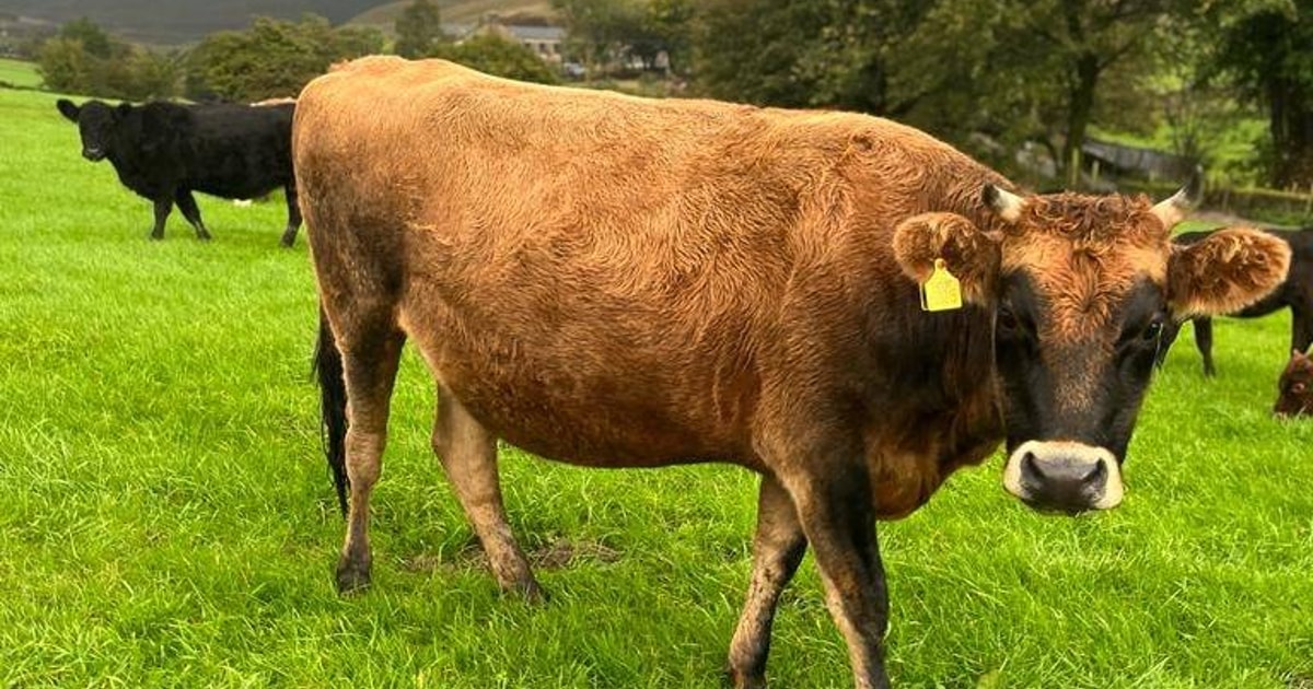 1 Jersey In-Calf Breeding, Store Heifer | SellMyLivestock - The Online ...