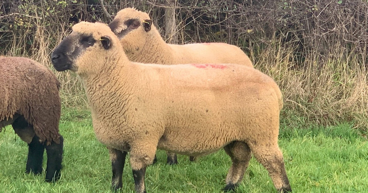 2 Hampshire Down Breeding Rams, Shearlings | SellMyLivestock - The ...