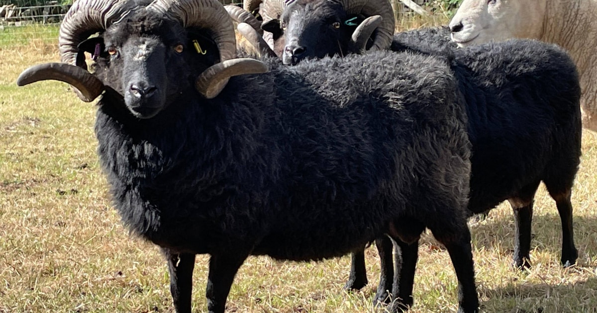 3 Pedigree Hebridean Breeding Rams | SellMyLivestock - The Online ...