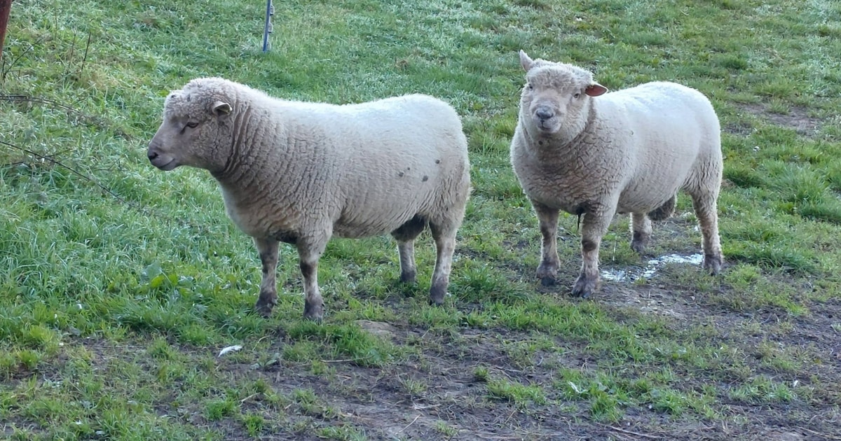 2 Organic Southdown Cross Breeding Rams | SellMyLivestock - The Online ...