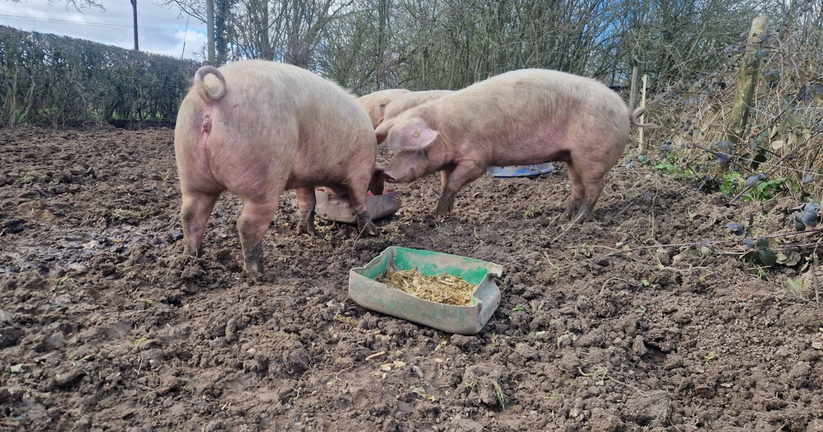 2 British Lop Growing, Breeding Gilts | SellMyLivestock - The Online ...