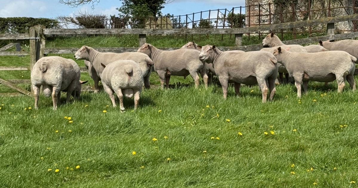 19 Charollais Breeding Rams | SellMyLivestock - The Online Livestock ...