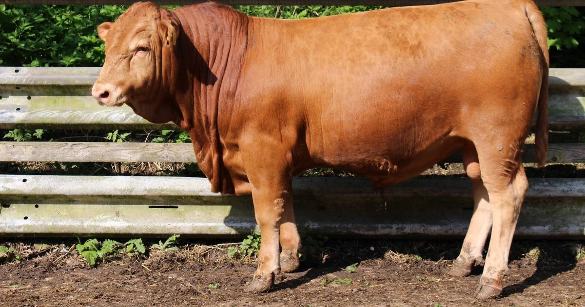 4 Pedigree Stabiliser Breeding Bulls | SellMyLivestock - The Online ...