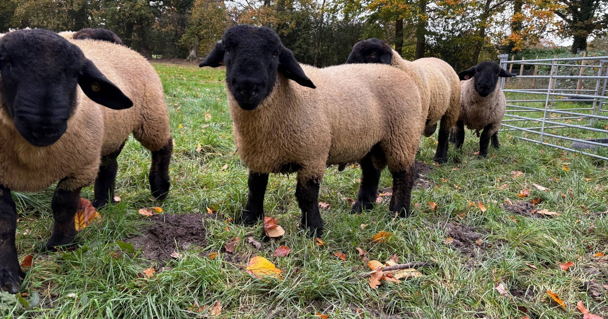 4 Pedigree Suffolk Breeding Rams, Shearlings, Lambs | SellMyLivestock ...