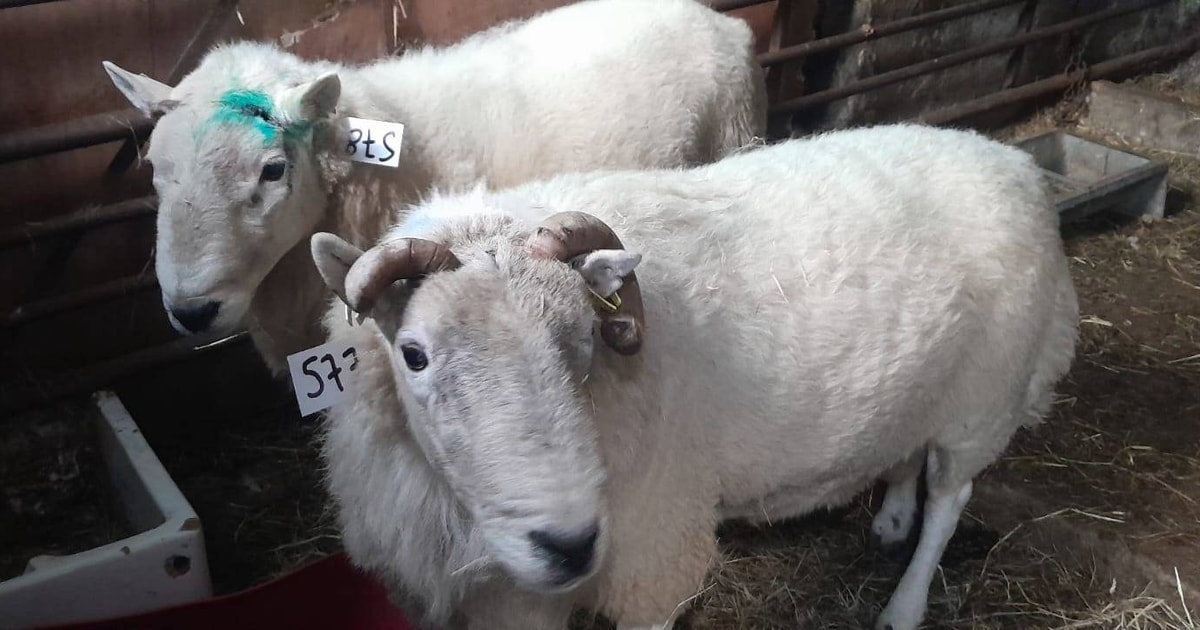 2 Cheviot Breeding Rams | SellMyLivestock - The Online Livestock ...