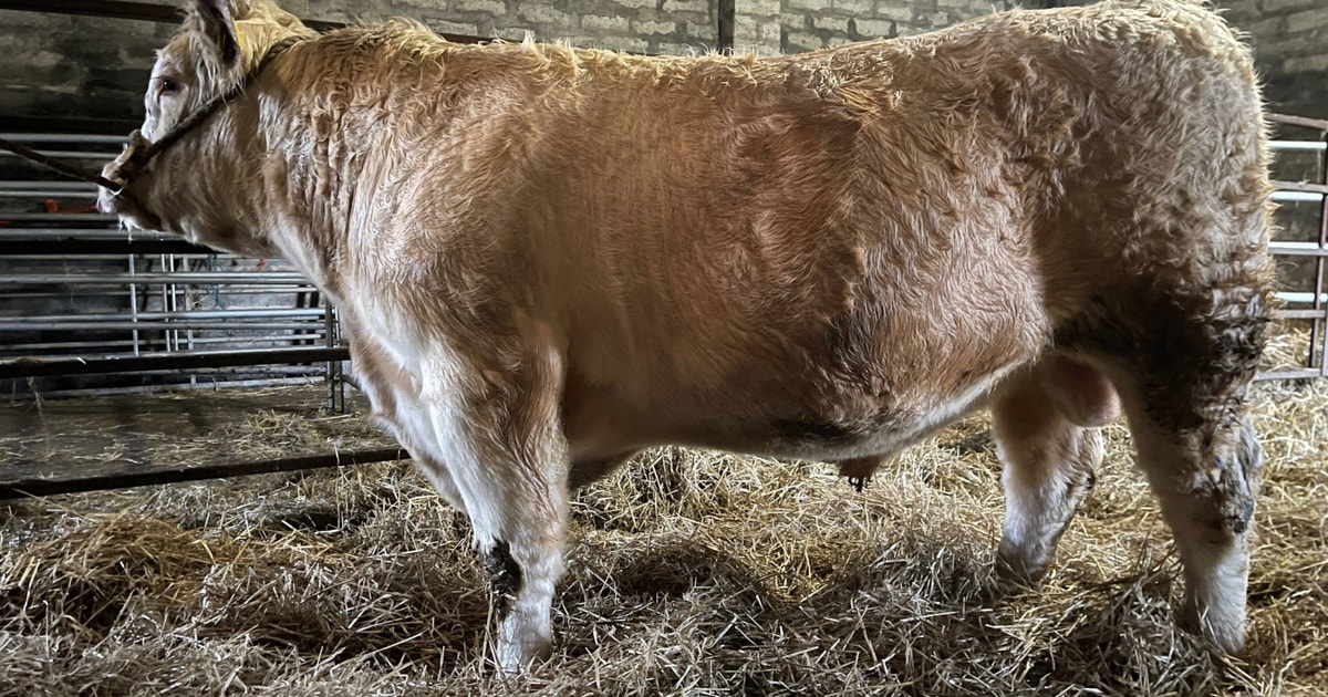 1 Pedigree Beef Shorthorn Breeding Bull | SellMyLivestock - The Online ...
