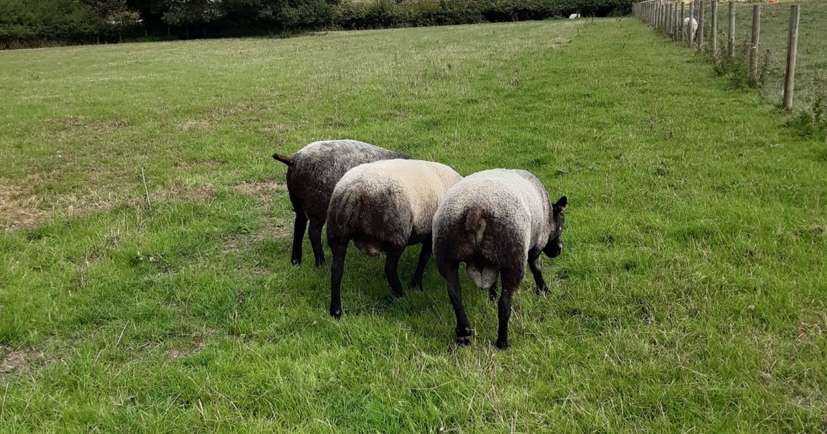 3 Pedigree Blue Texel Breeding Rams | SellMyLivestock - The Online ...