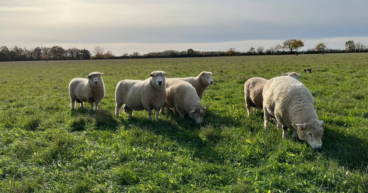 3 New Zealand Romney Breeding Rams | SellMyLivestock - The Online ...