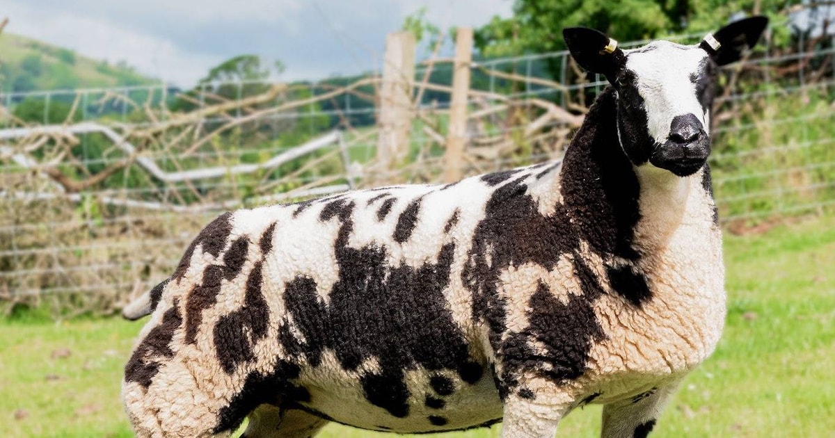 20 Dutch Spotted Breeding Gimmers, Lambs, Rams | SellMyLivestock - The ...