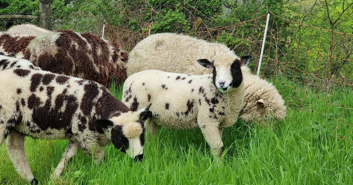 4 Dutch Spotted, Blue Texel Cross Breeding Lambs, Rams ...