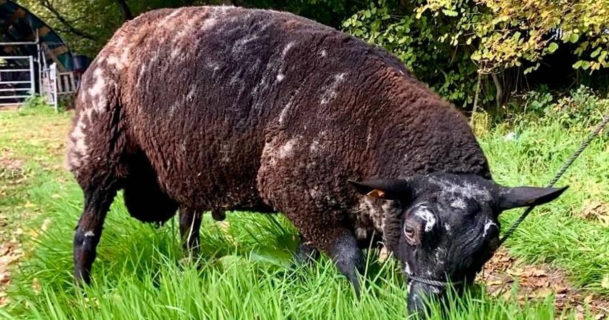 1 Dutch Spotted, Texel Cross Breeding Ram, Shearling | SellMyLivestock ...