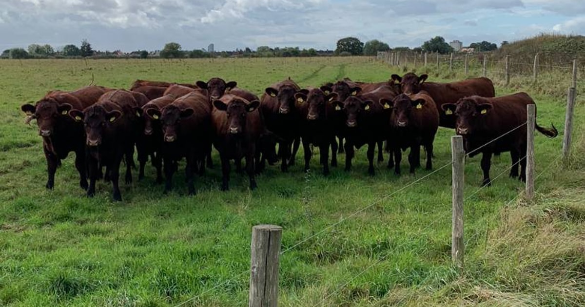 30 Pedigree Red Poll In-Calf Breeding Calves, Cows, Heifers with Calves ...
