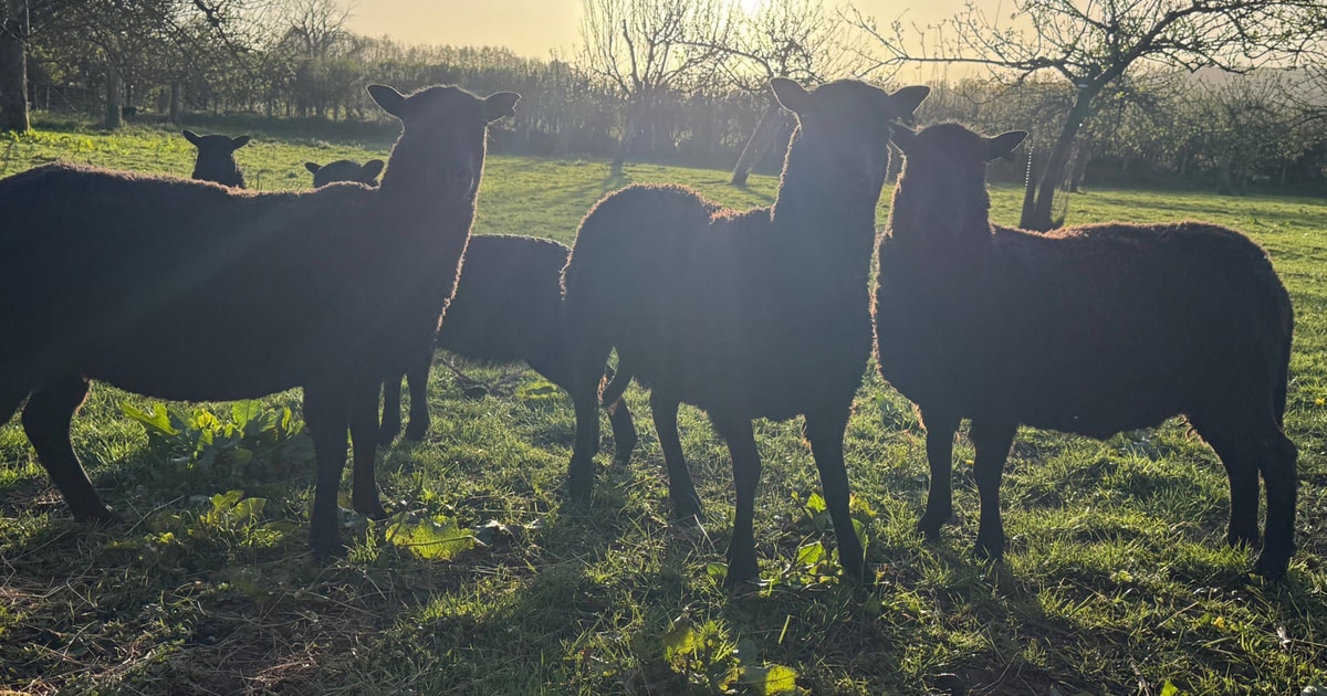 15 Black Welsh Mountain Breeding Ewes, Lambs, Shearlings, Rams with ...