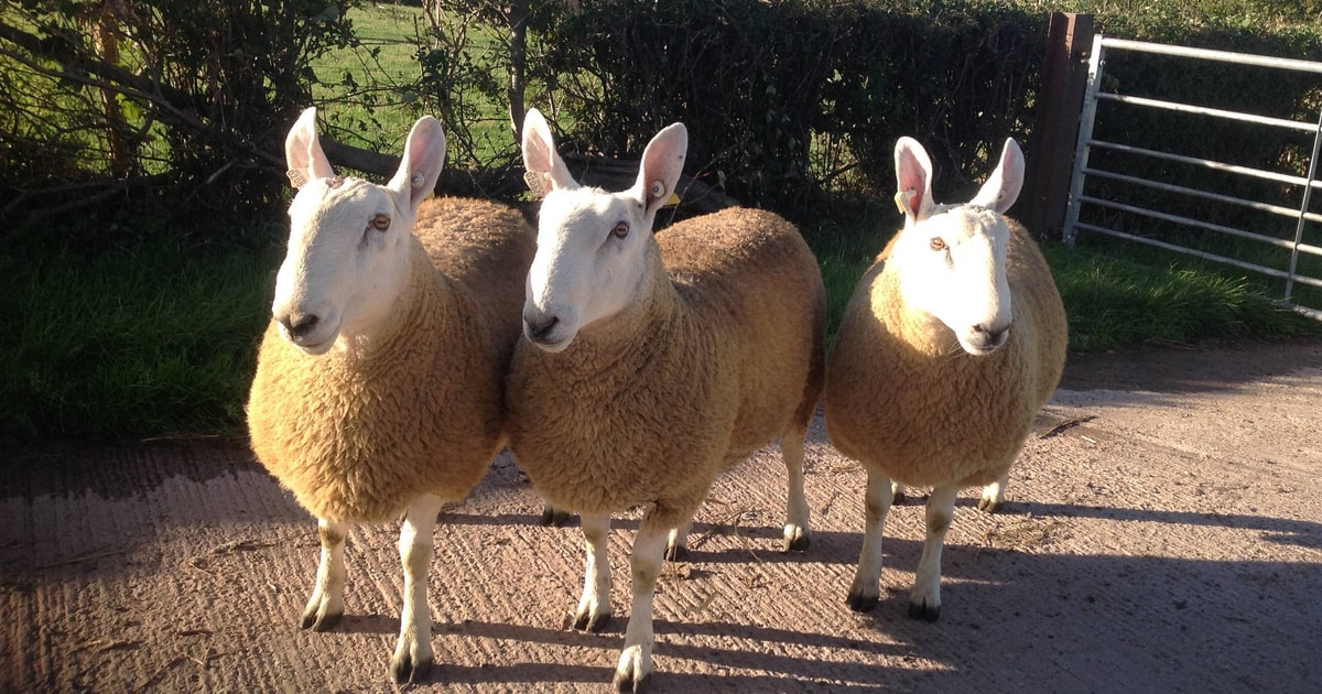 3 Border Leicester Breeding Rams | SellMyLivestock - The Online ...