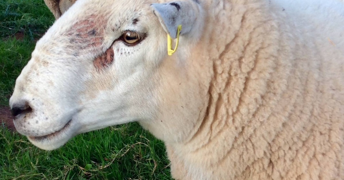 1 Lleyn Cross Breeding Ram | SellMyLivestock - The Online Livestock ...