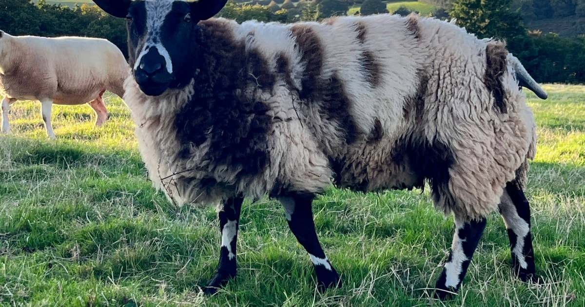 2 Pedigree Dutch Spotted Breeding Rams | SellMyLivestock - The Online ...
