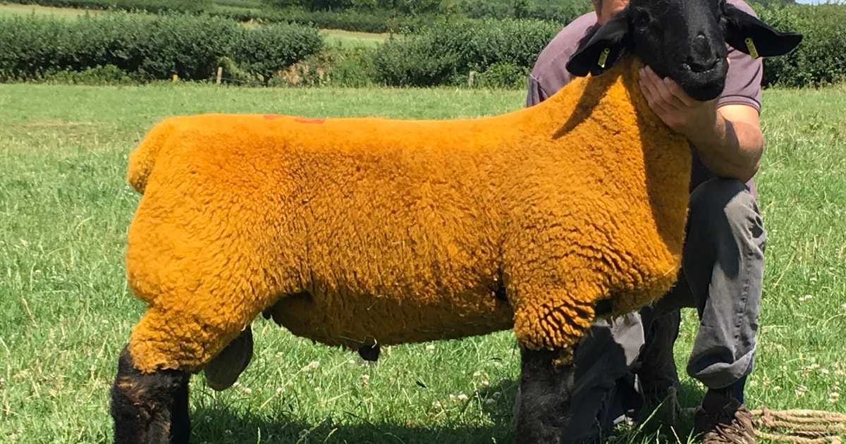 20 Suffolk Breeding Rams | SellMyLivestock - The Online Livestock ...