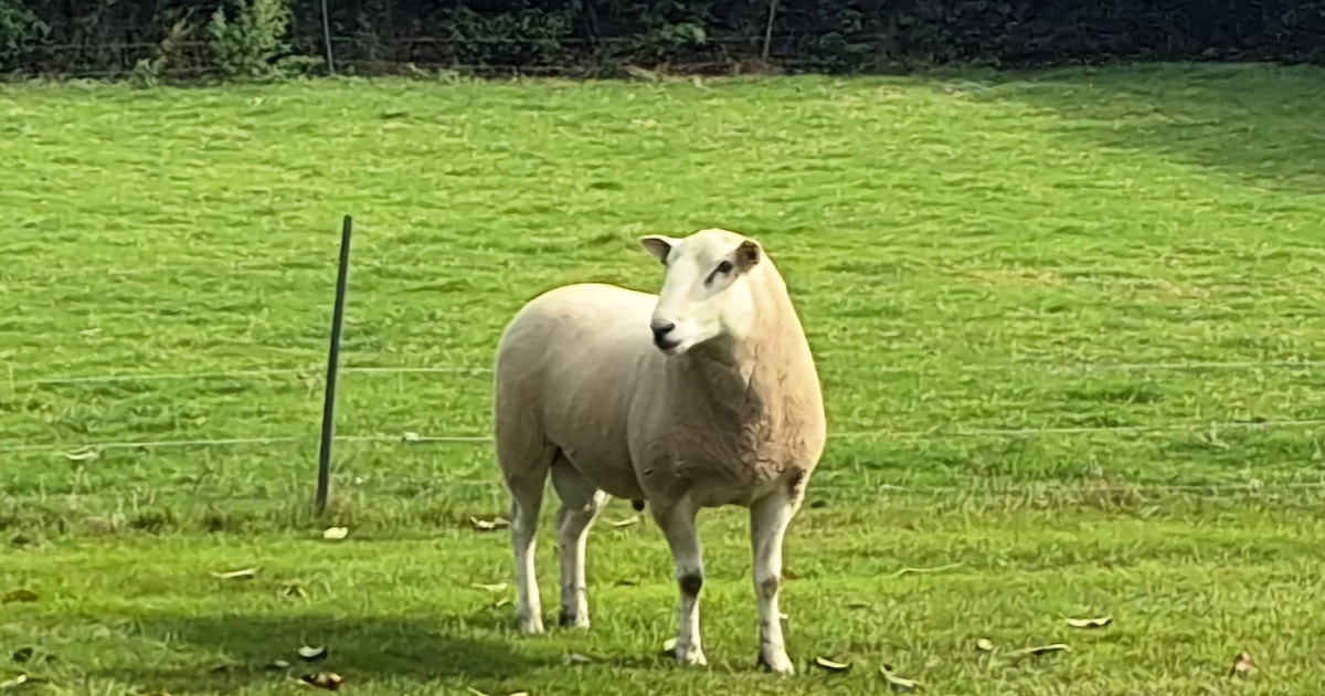 1 Pedigree Lleyn Breeding Ram | SellMyLivestock - The Online Livestock ...