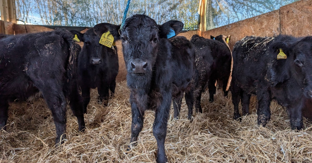 10 Aberdeen Angus Cross Calves | SellMyLivestock - The Online Livestock ...