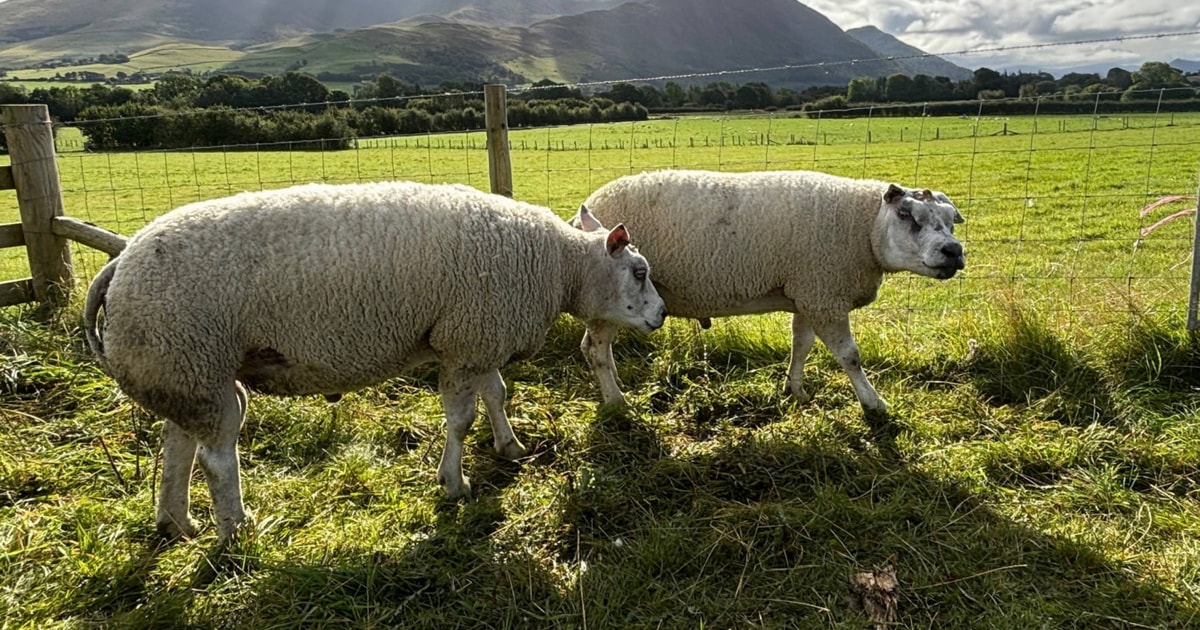 2 Texel, Beltex Cross Breeding Rams | SellMyLivestock - The Online ...