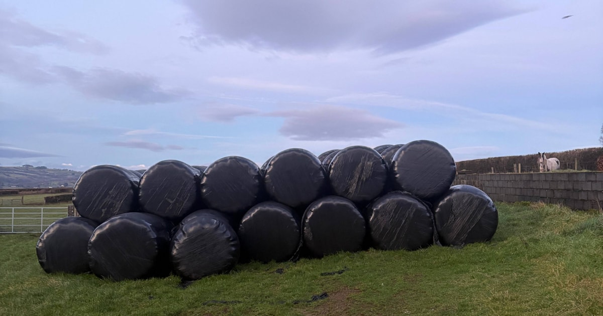 100 Bales Haylage | SellMyLivestock - The Online Livestock Marketplace