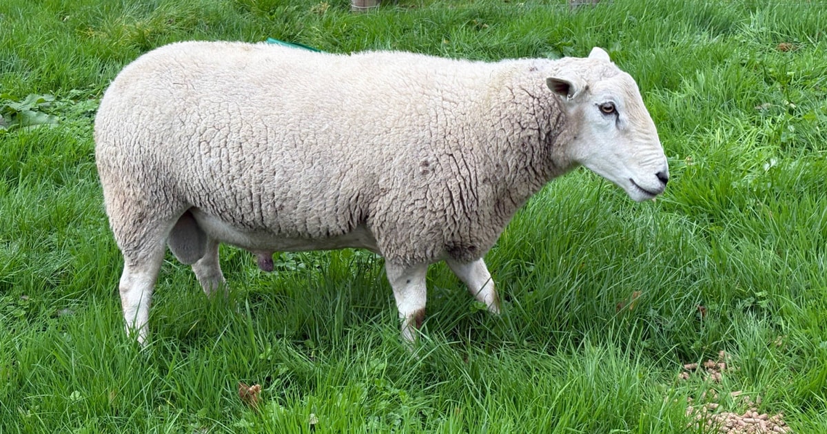 1 Lleyn Breeding Ram | SellMyLivestock - The Online Livestock Marketplace