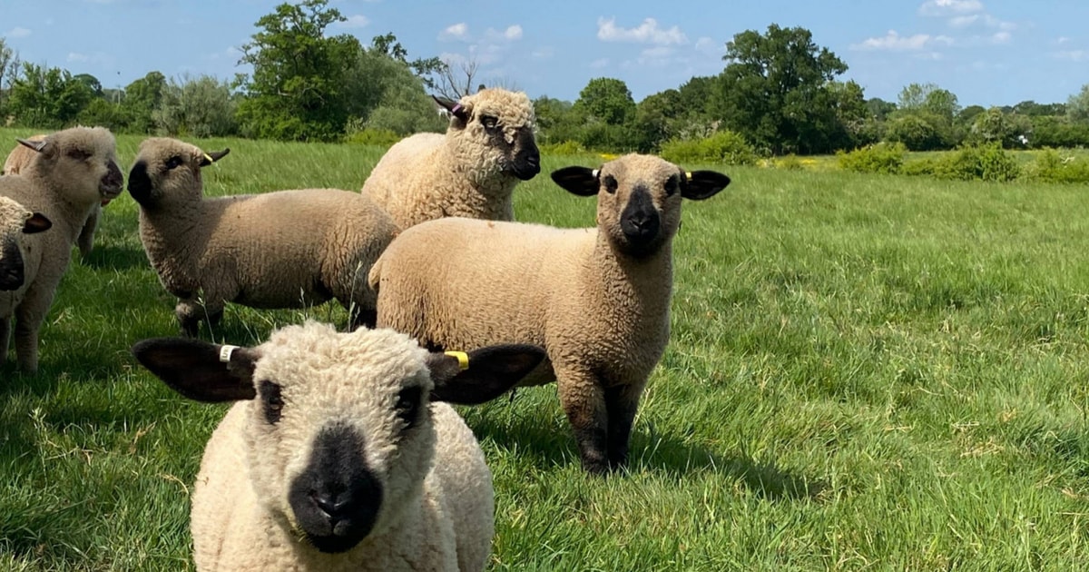 20 Pedigree Hampshire Down Breeding, Store Ewes, Lambs, Rams with Lambs ...