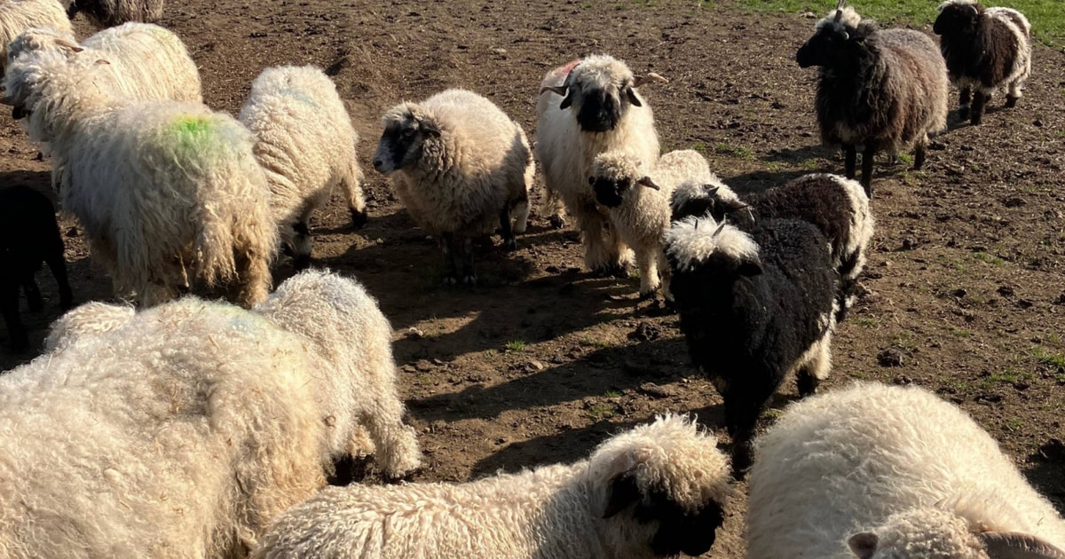 70 Valais Blacknose Breeding Hoggs, Rams, Lambs, Gimmers, Ewes with ...