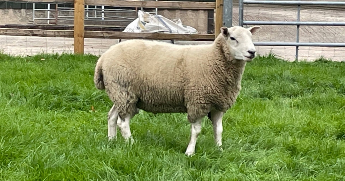 1 Lleyn Breeding Ram | SellMyLivestock - The Online Livestock Marketplace