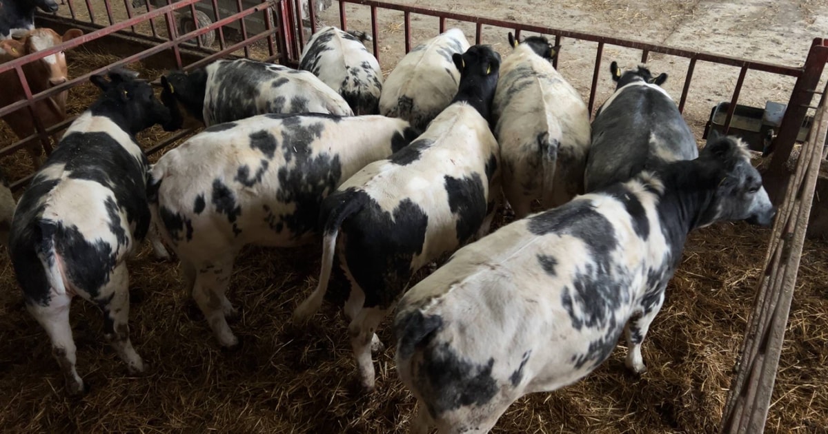 10 British Blue Breeding, Store Heifers | SellMyLivestock - The Online ...