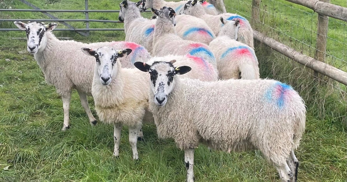 9 North of England Mule Breeding Ewes | SellMyLivestock - The Online ...