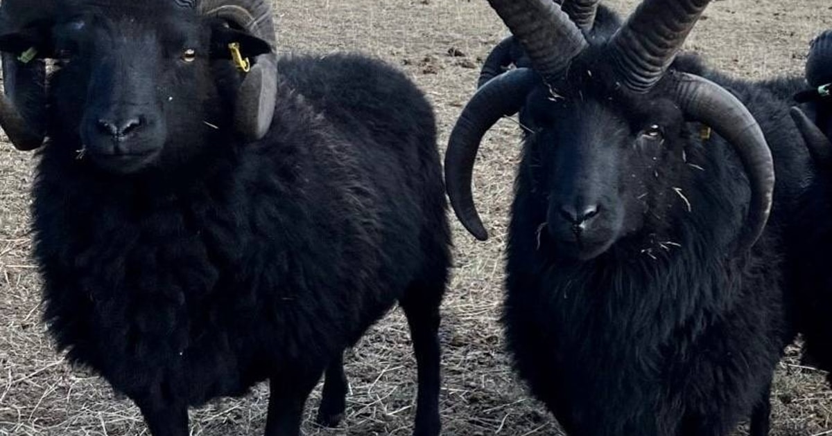 10 Pedigree Hebridean Breeding Rams, Shearlings | SellMyLivestock - The ...