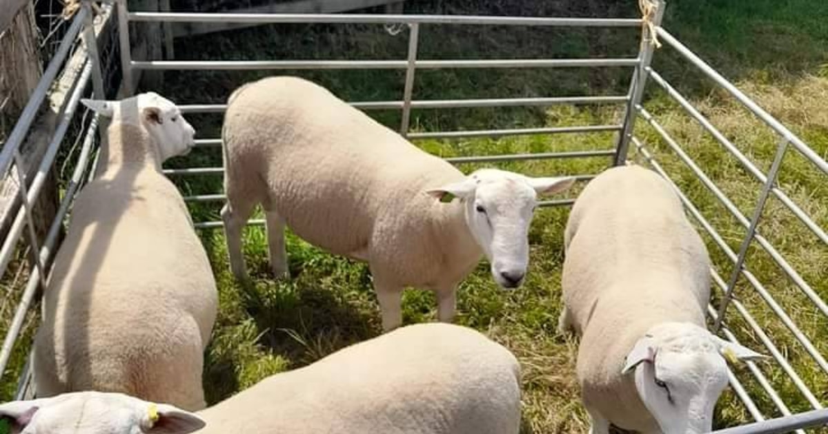 2 Pedigree Lleyn Breeding Rams, Shearlings | SellMyLivestock - The ...