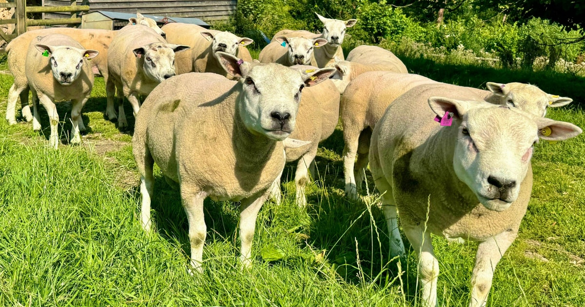 20 Pedigree Texel Breeding Shearlings, Rams | SellMyLivestock - The ...