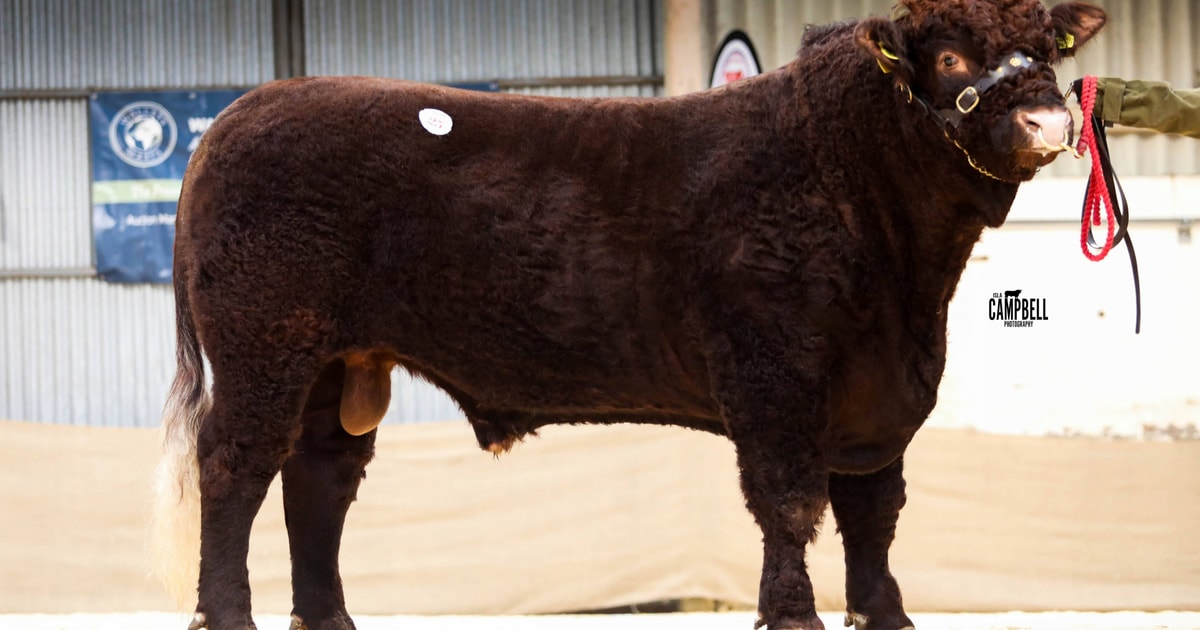4 Pedigree Salers Breeding Bulls | SellMyLivestock - The Online ...