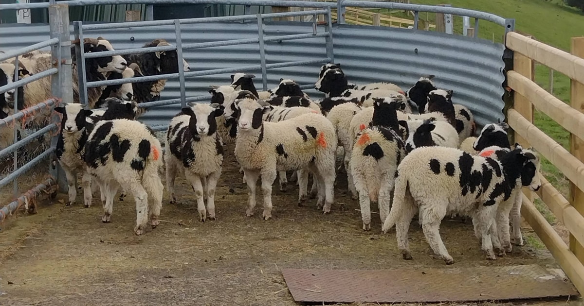 32 Pedigree Jacob Store, Breeding Ewes, Lambs, Rams with Lambs at Foot ...