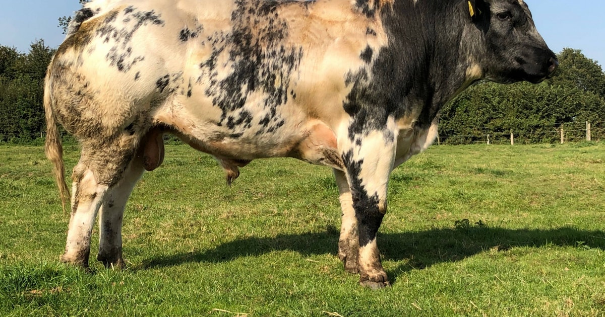 1 Pedigree British Blue Breeding Young Bull, Bull | SellMyLivestock ...
