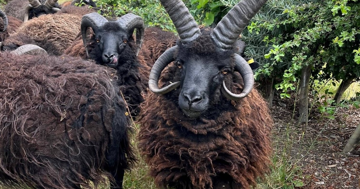 10 Pedigree Hebridean Breeding Rams, Shearlings, Lambs ...