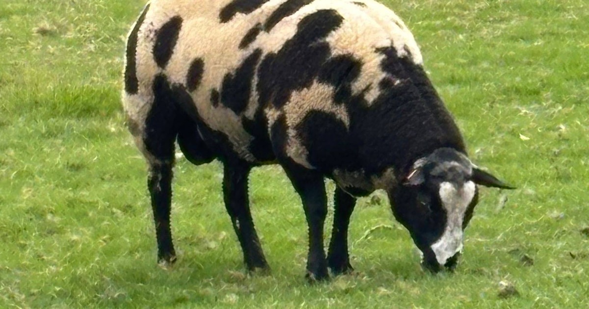 7 Pedigree Dutch Spotted Breeding Rams | SellMyLivestock - The Online ...
