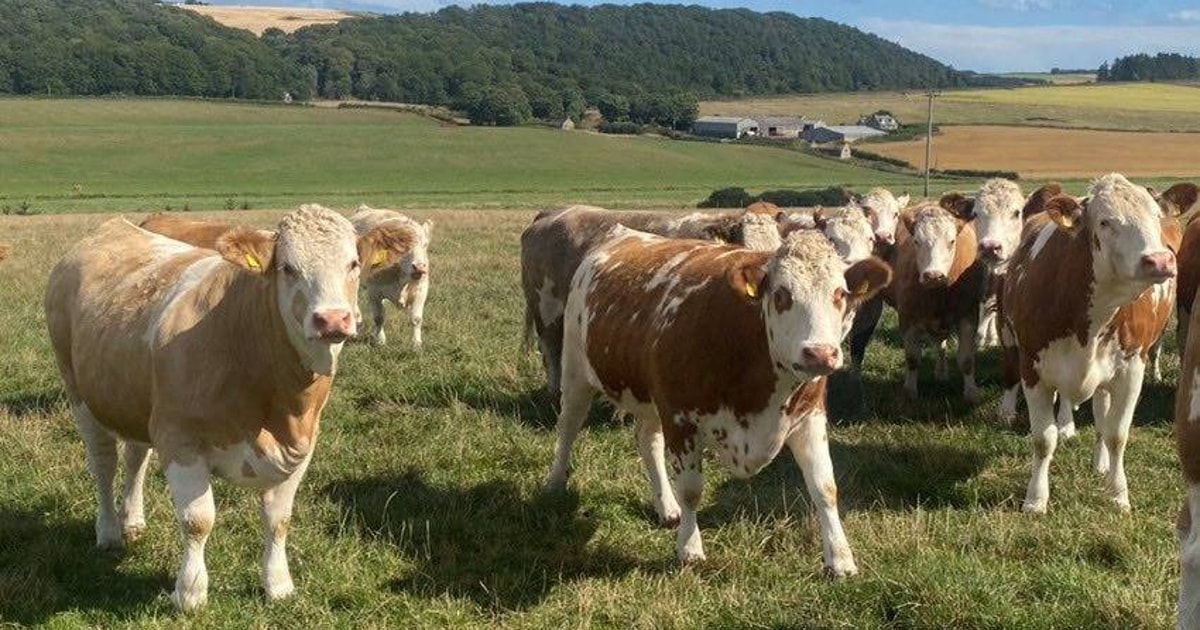 30 Simmental Cross In-Calf Breeding Heifers -Thainstone - Friday 2nd ...