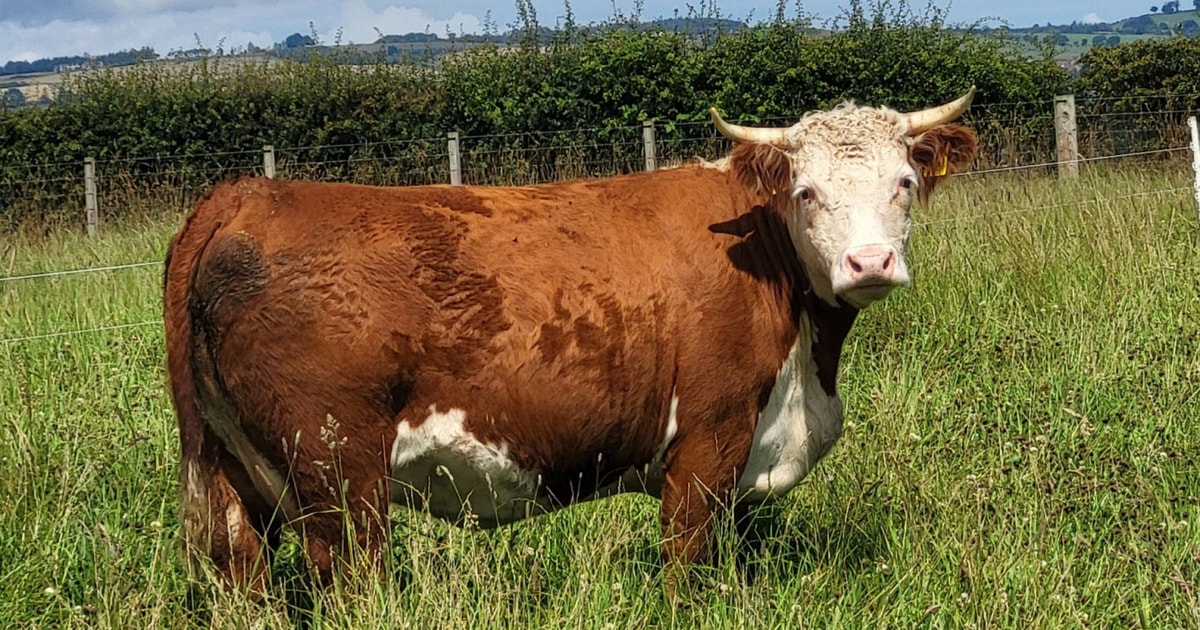 4 Pedigree Traditional Hereford Breeding Cows with Calves at Foot ...