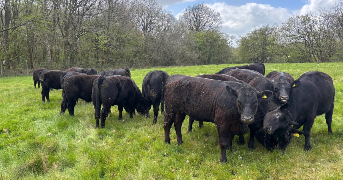16 Aberdeen Angus Breeding Heifers | SellMyLivestock - The Online ...