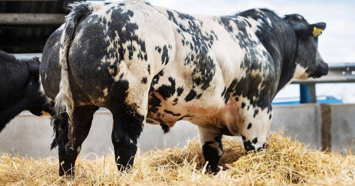 7 Pedigree British Blue Breeding Bulls | SellMyLivestock - The Online ...