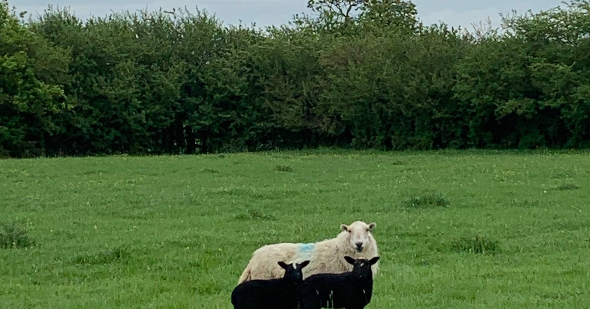 20 Welsh Mule, Dutch Spotted, Texel, Welsh Mountain-Hill Flock, Welsh ...
