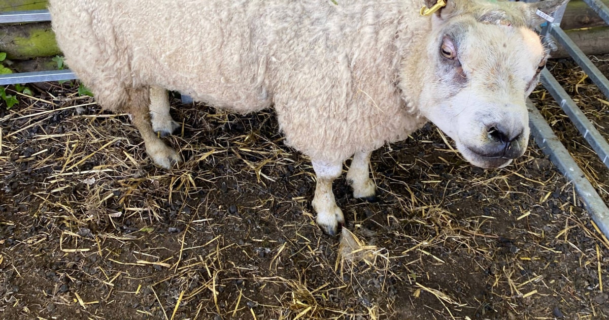 1 Texel Breeding Ram | SellMyLivestock - The Online Livestock Marketplace
