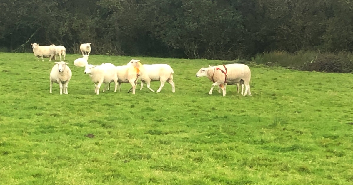 1 Pedigree Lleyn Breeding Ram | SellMyLivestock - The Online Livestock ...