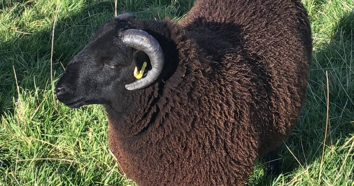 11 Balwen Welsh Mountain, Black Welsh Mountain Breeding Rams ...