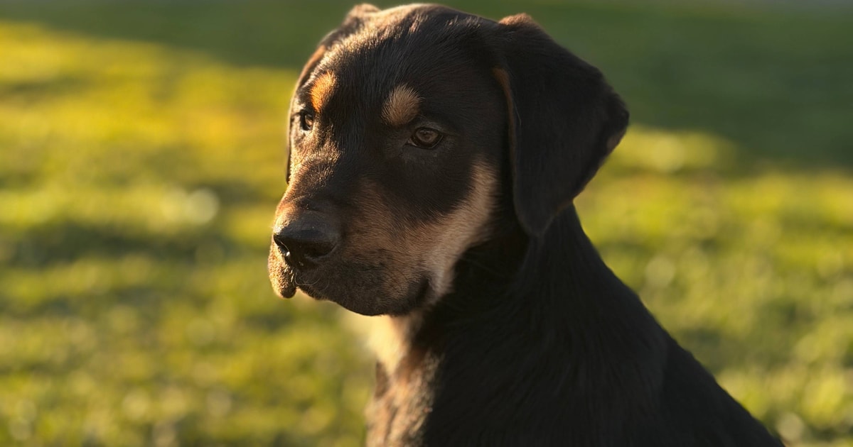 1 Huntaway (Male) | SellMyLivestock - The Online Livestock Marketplace