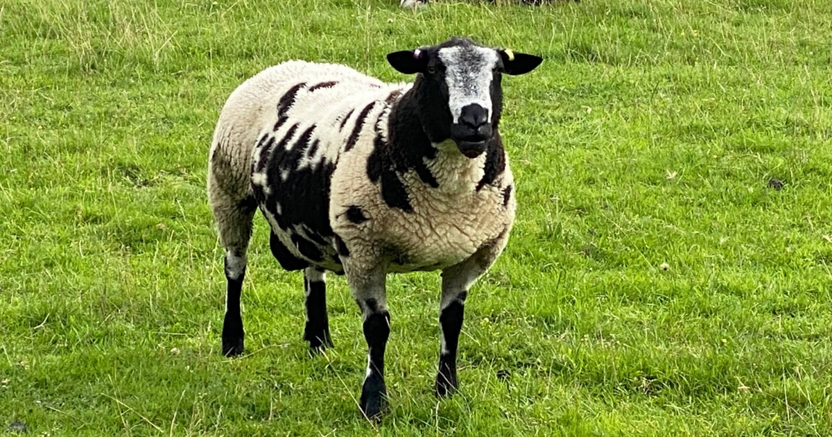 7 Pedigree Dutch Spotted Breeding Rams, Shearlings | SellMyLivestock ...
