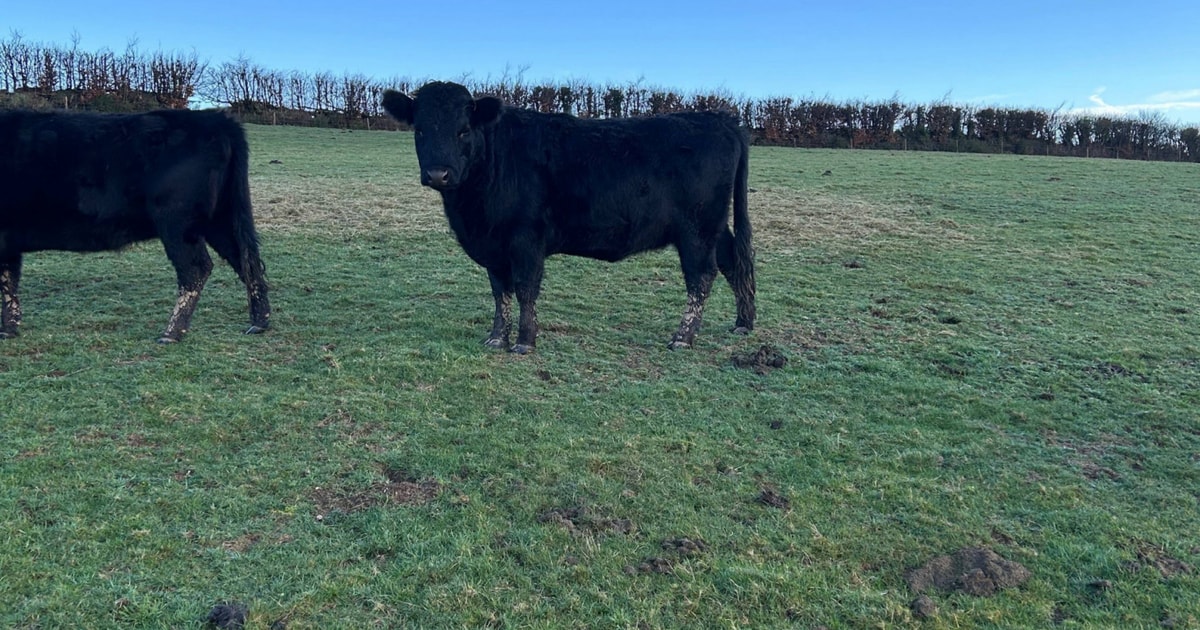 5 Dexter In-Calf Breeding Heifers, Cows | SellMyLivestock - The Online ...